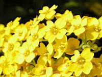 Corbeille d'or - Aurinia Saxatilis (ss esp Saxatilis)(fam. Brassicacees)(Europe cent. & ori.)(6) (Photo F. Mrugala)